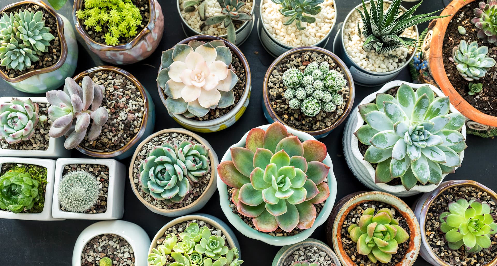 how to grow succulents: multiple succulents in individual pots