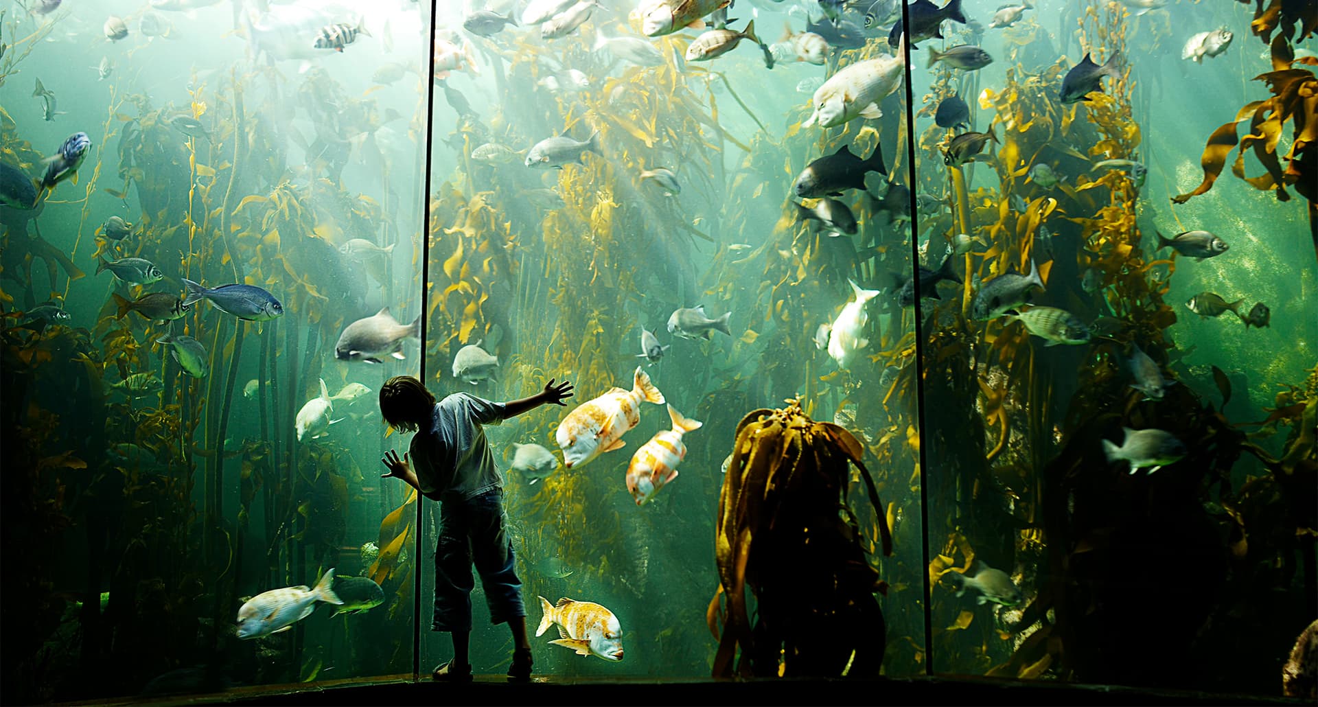 best aquariums in the us. a young boy stands in front of a giant fish tank.
