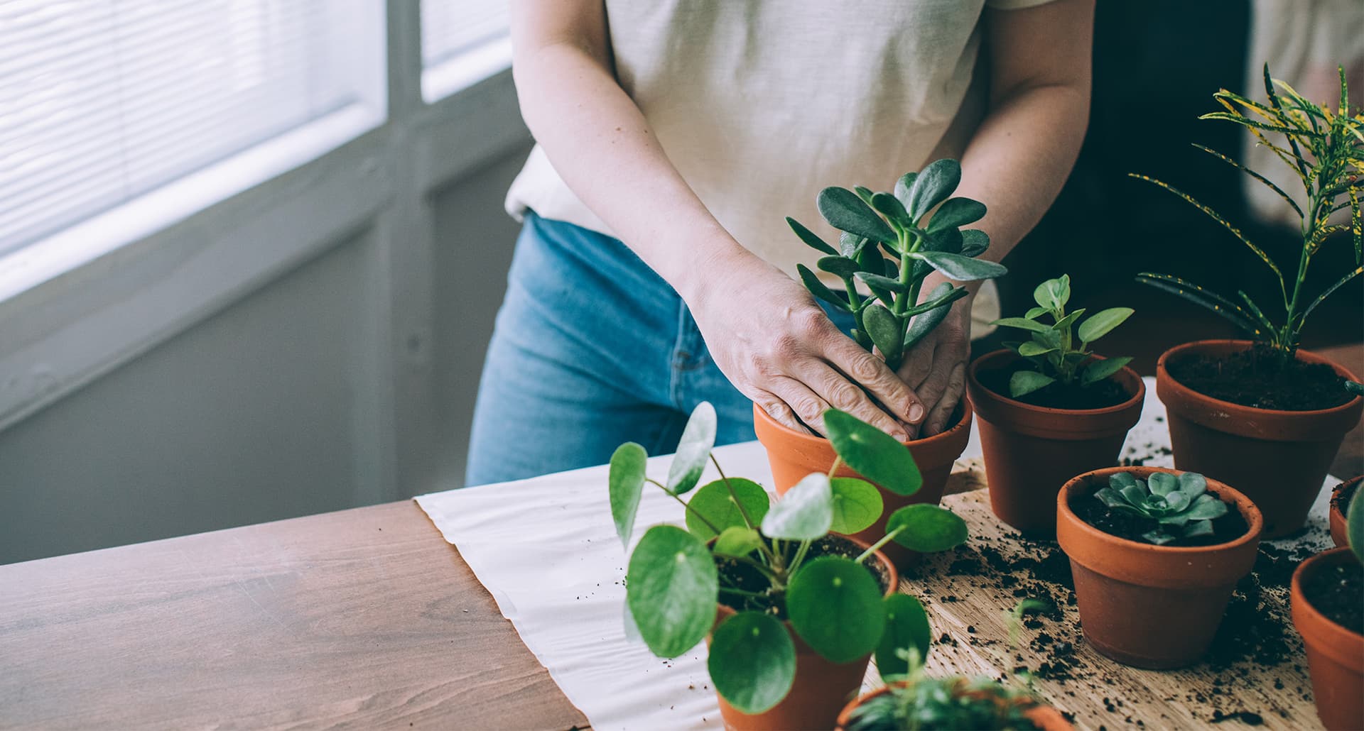 Young woman gardening indoors, repotting different types of succulent plants.