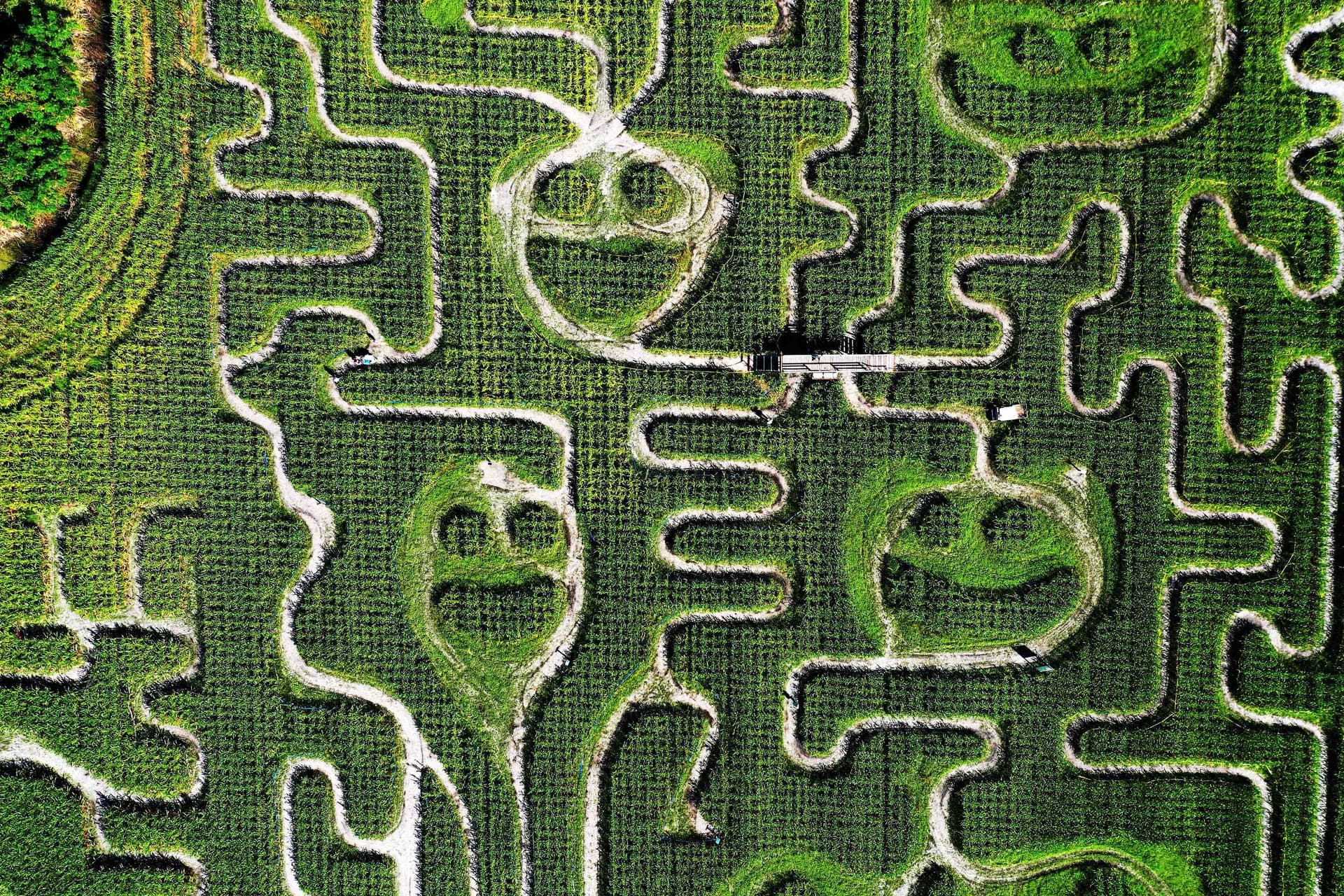 An overhead shot of a Halloween-themed corn maze in Mt. Dora, FL