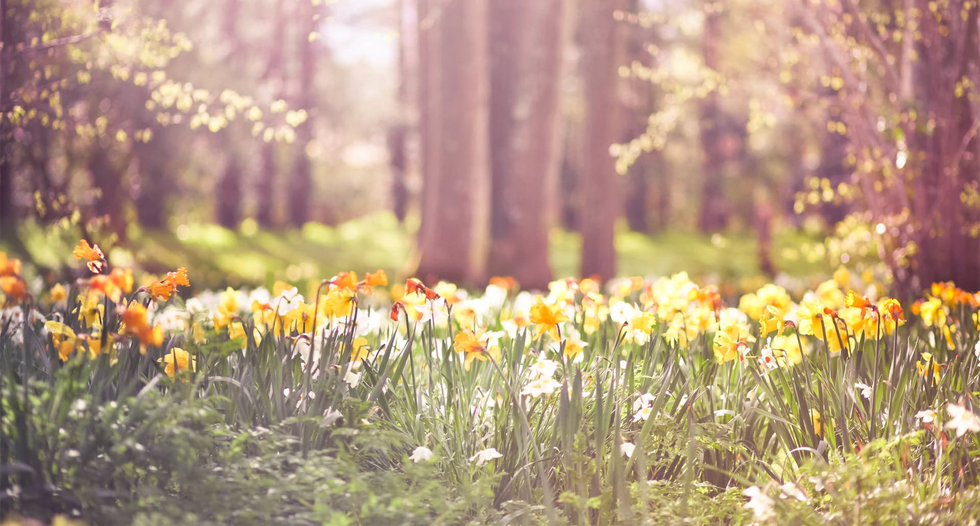 Early Blooming Spring Flowers - Woodland filled of yellow and orange daffodils in spring, Dorset.
