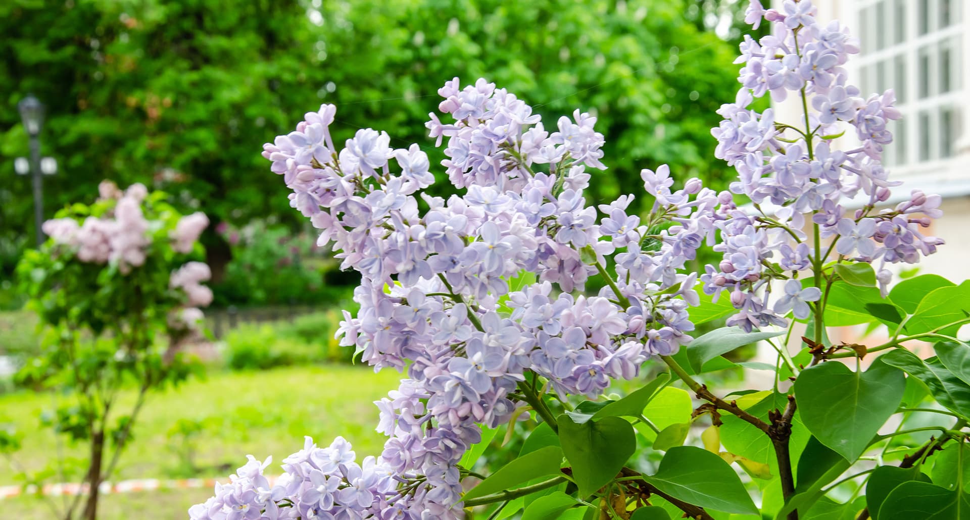 spring-flowering-shrubs: blooming lilacs