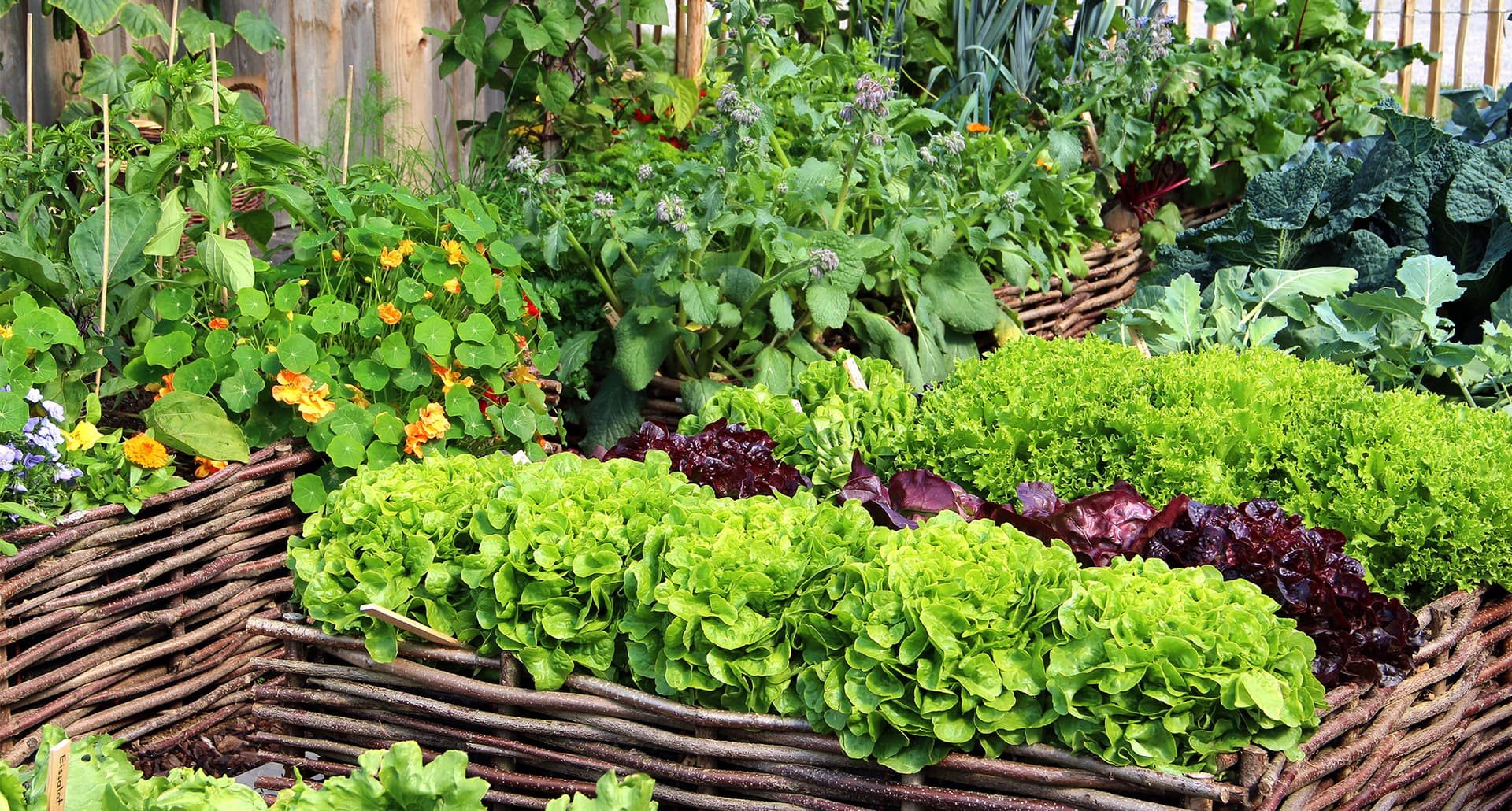 Easy Vegetables to Grow: Herbs and vegetable garden