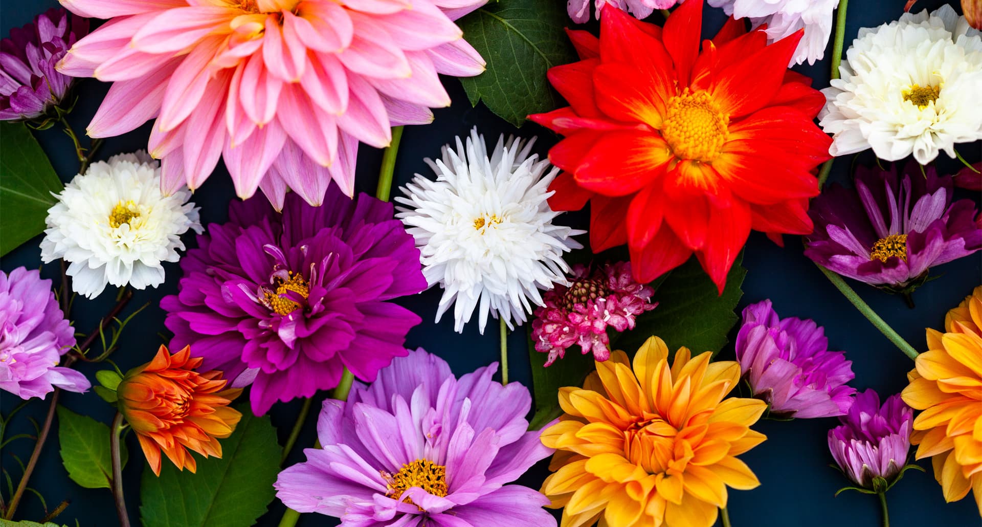 How to Grow Dahlias - A number of colorful dahlias photographed from overhead.