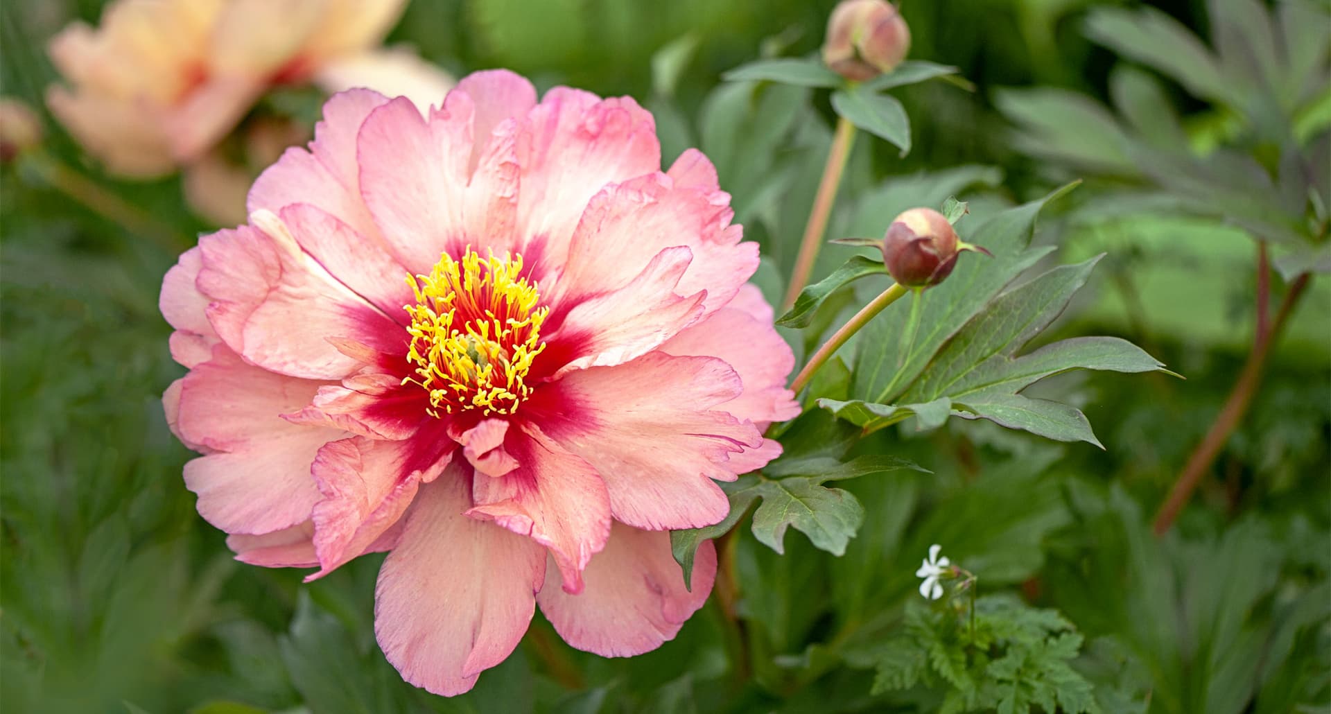 How to Plant Peonies - Close-up image of a beautiful, summer flowering pink and red Peony flower showing the vibrant yellow stamens.