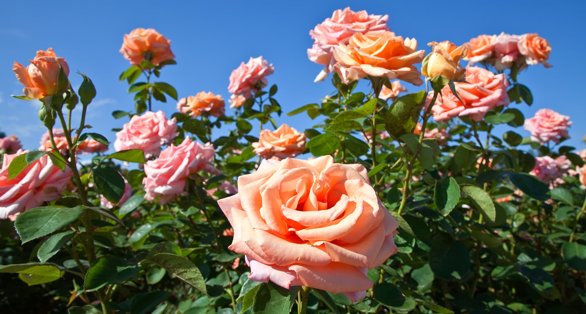 a bush of pink roses