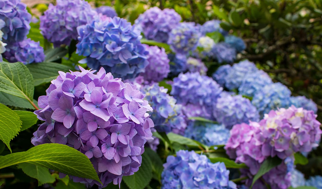 a hydrangea bush.