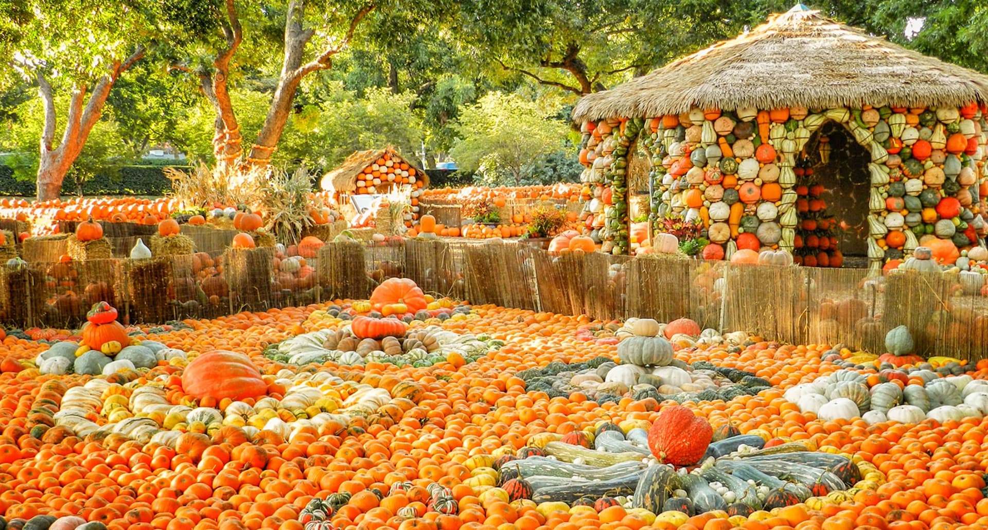 best-pumpkin-patches-in-dallas: a large pumpkin patch with pumpkins in different sizes and color.