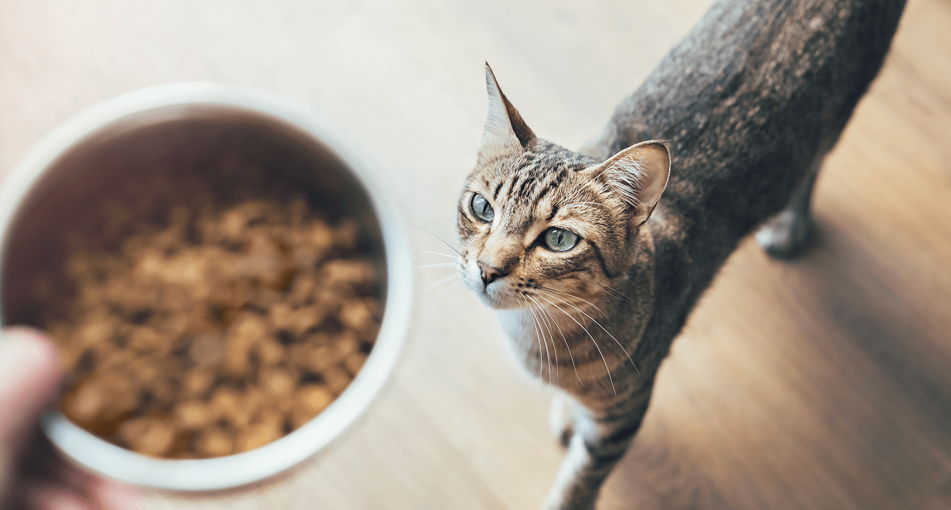 High angle view of tabby cat looking at hand holding bowl with cat food