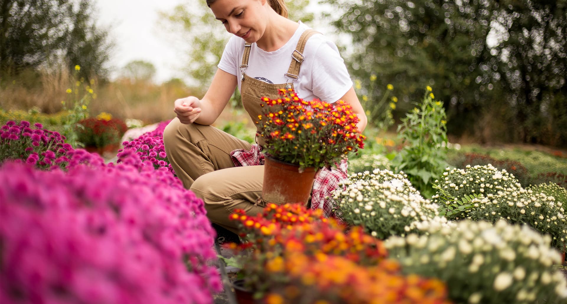 A young woman plants colorful fall mums