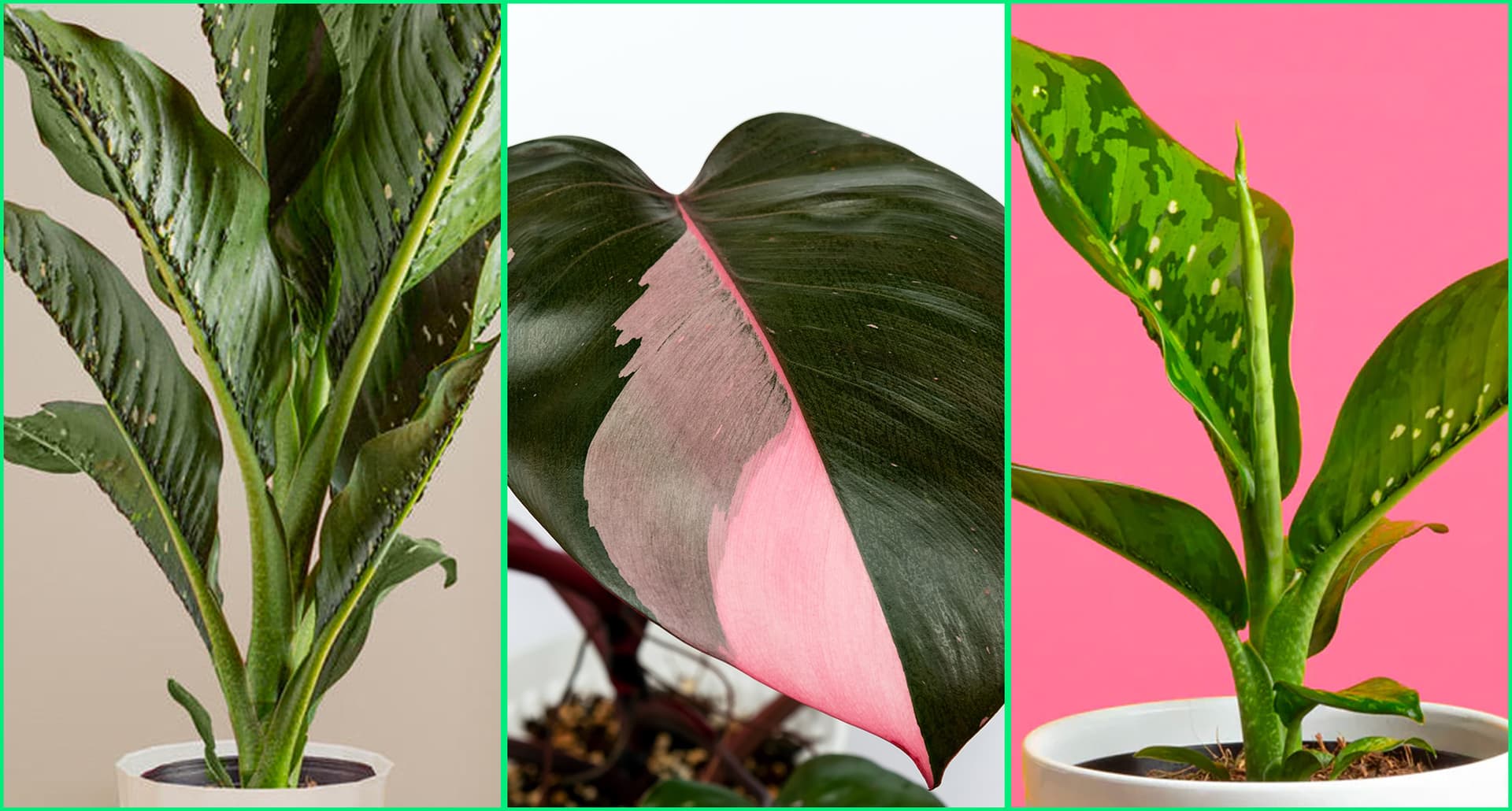 Triptych of best new houseplants of 2024