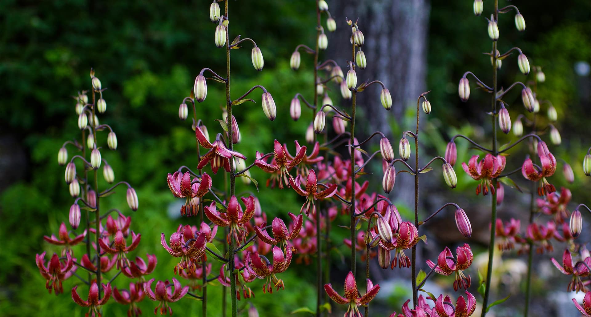 types-of-lilies: A cluster of small dark pink lilies in a forest-y area. Some appear to be pre-bloom and are closed and lighter pink.