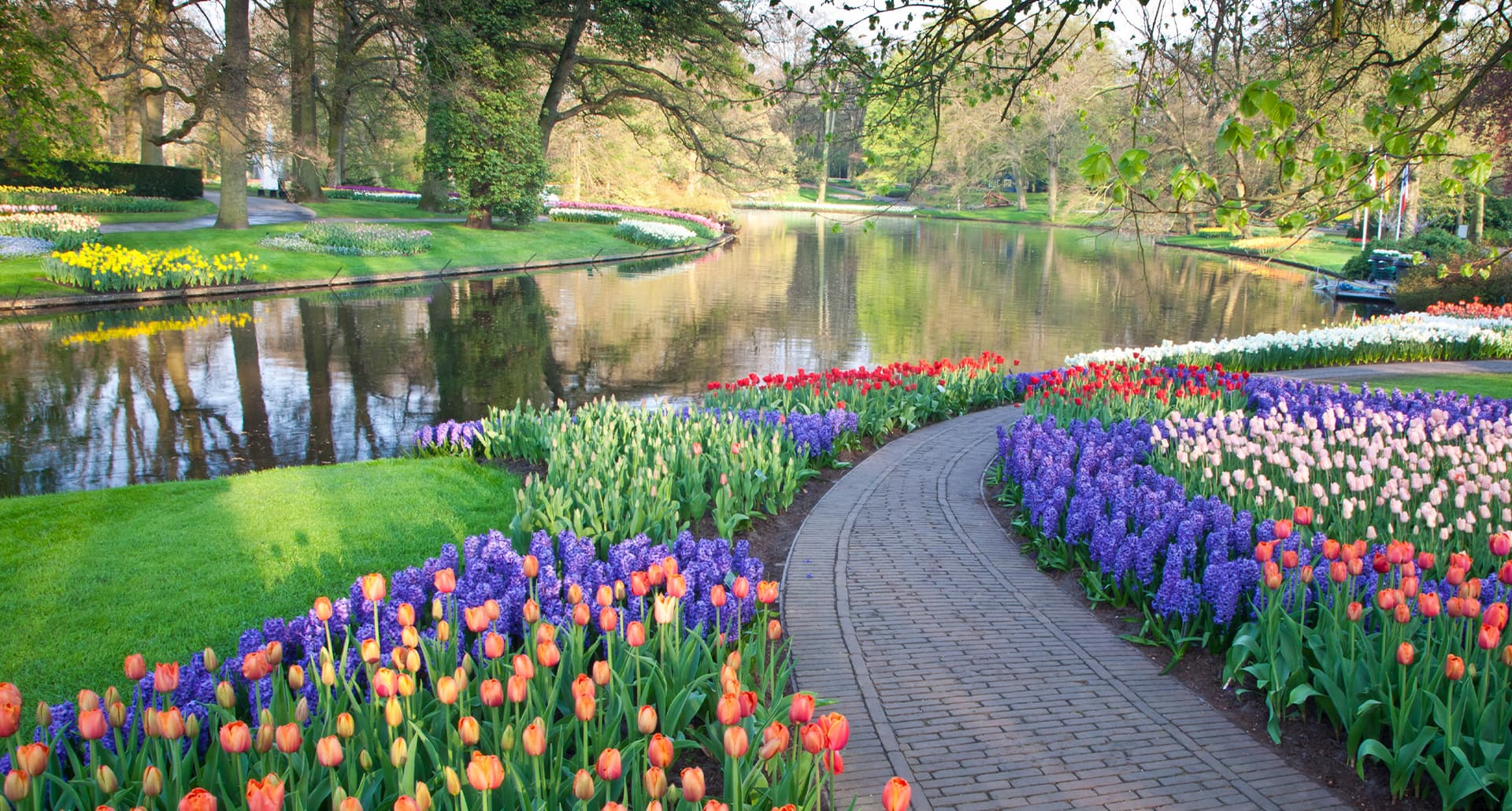 types-of-tulips: a garden of vibrant tulips