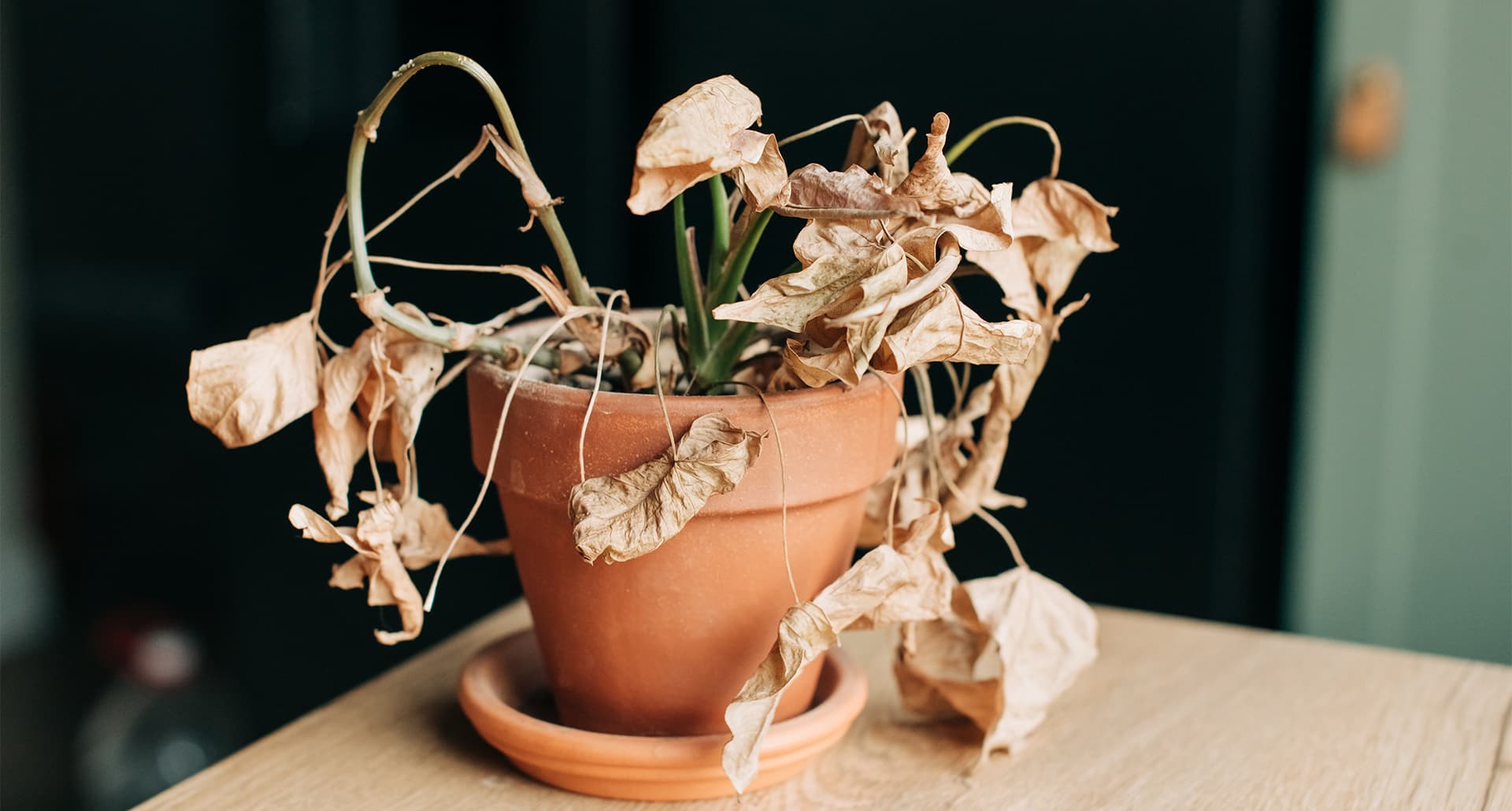 whats-wrong-with-my-houseplant: a dying potted plant
