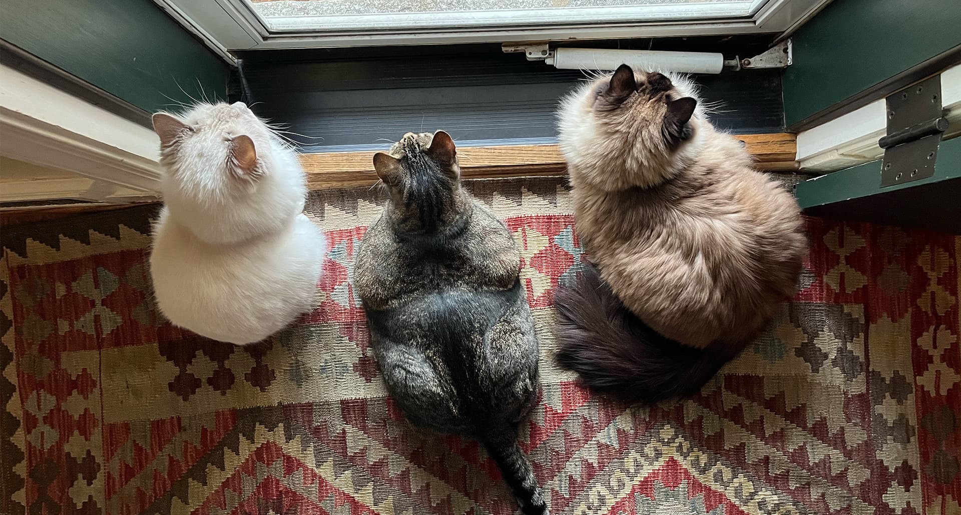 Three cats in a multi-cat home--how many cats is too many?