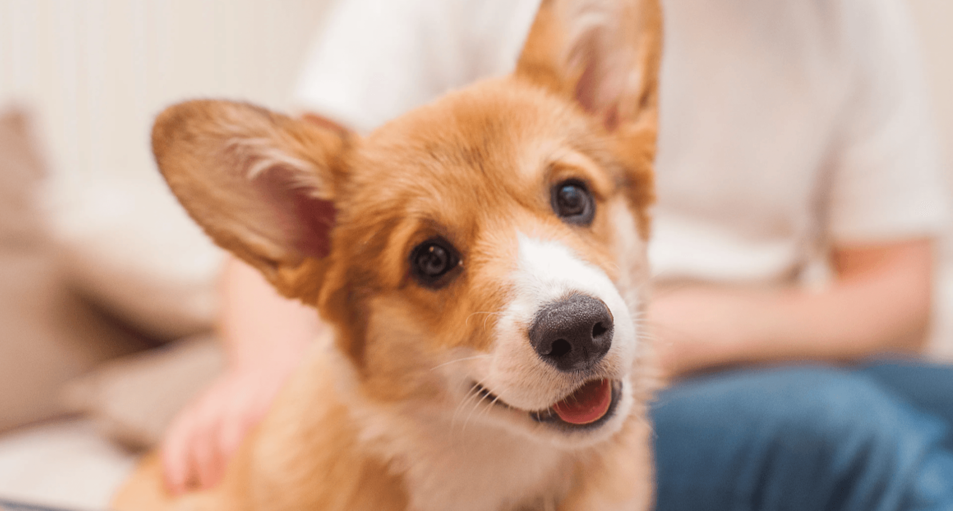 best-emotional-support-dogs-hero-image