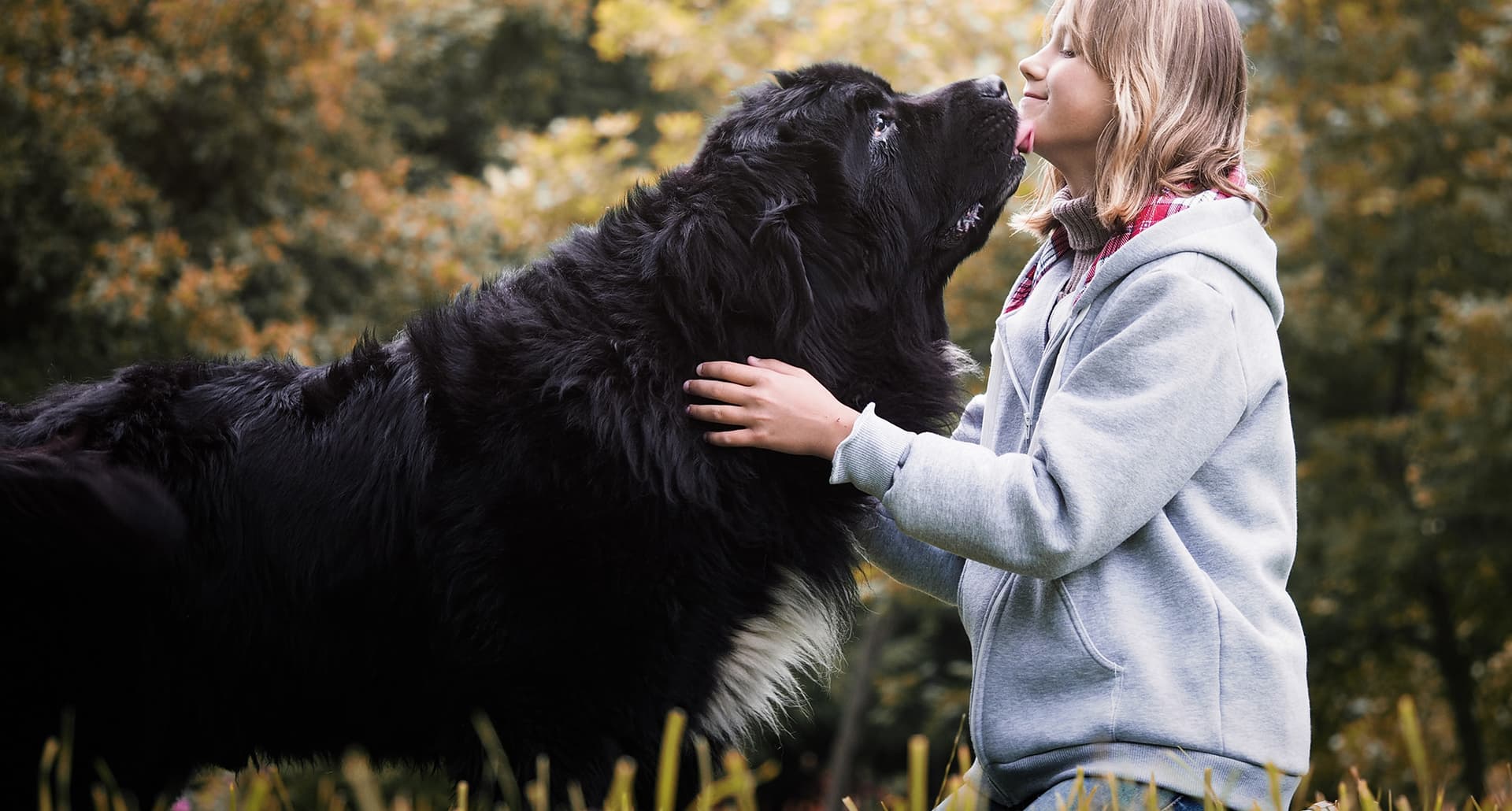 A woman pets her big dog breed, a black Newfoundland