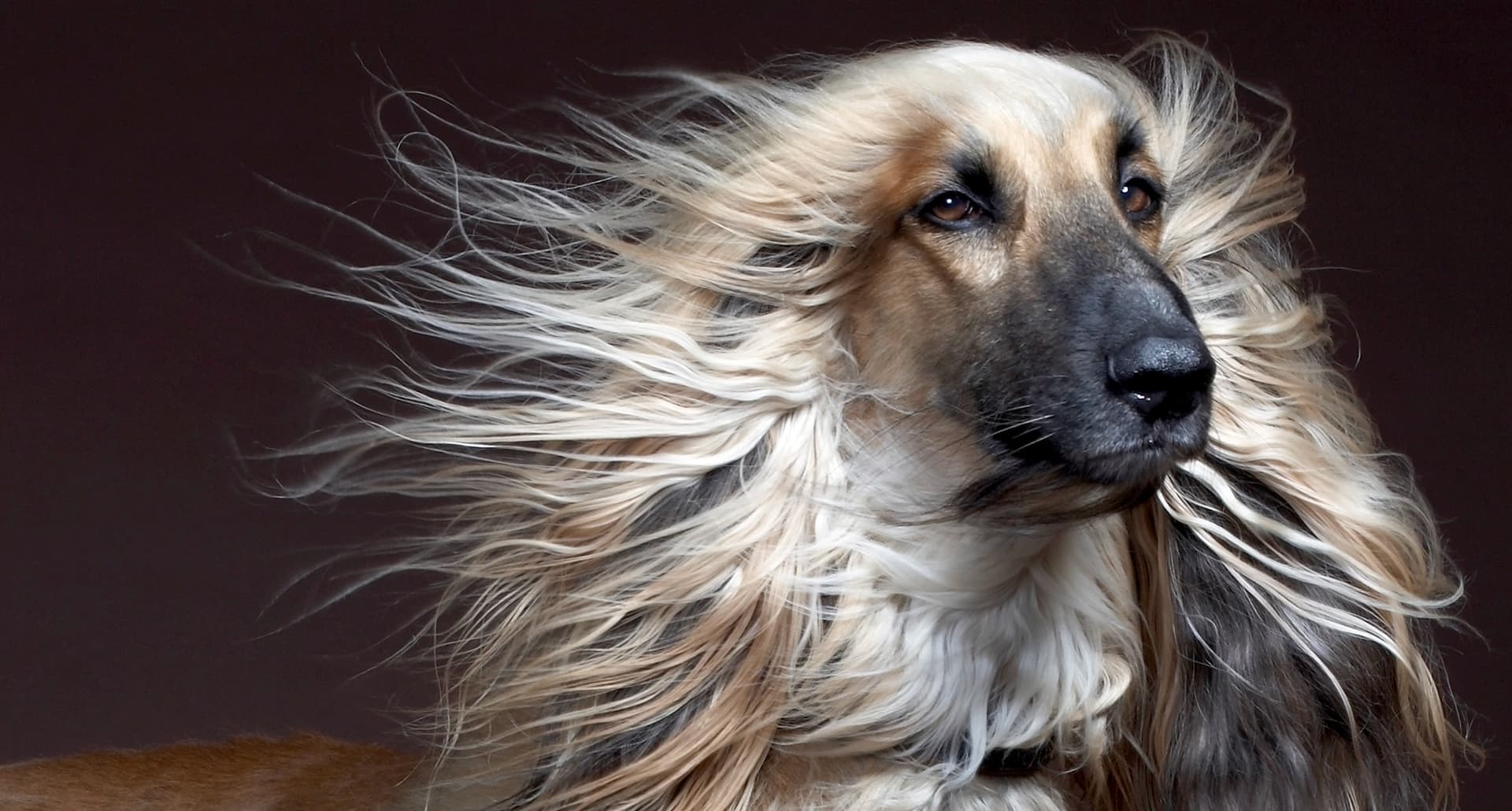 An Afghan Hound with long hair, a long-hair dog breed