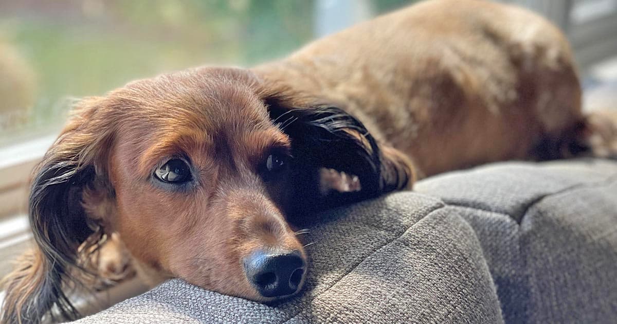 Low maintenance dog breeds: Dachshund on a couch back