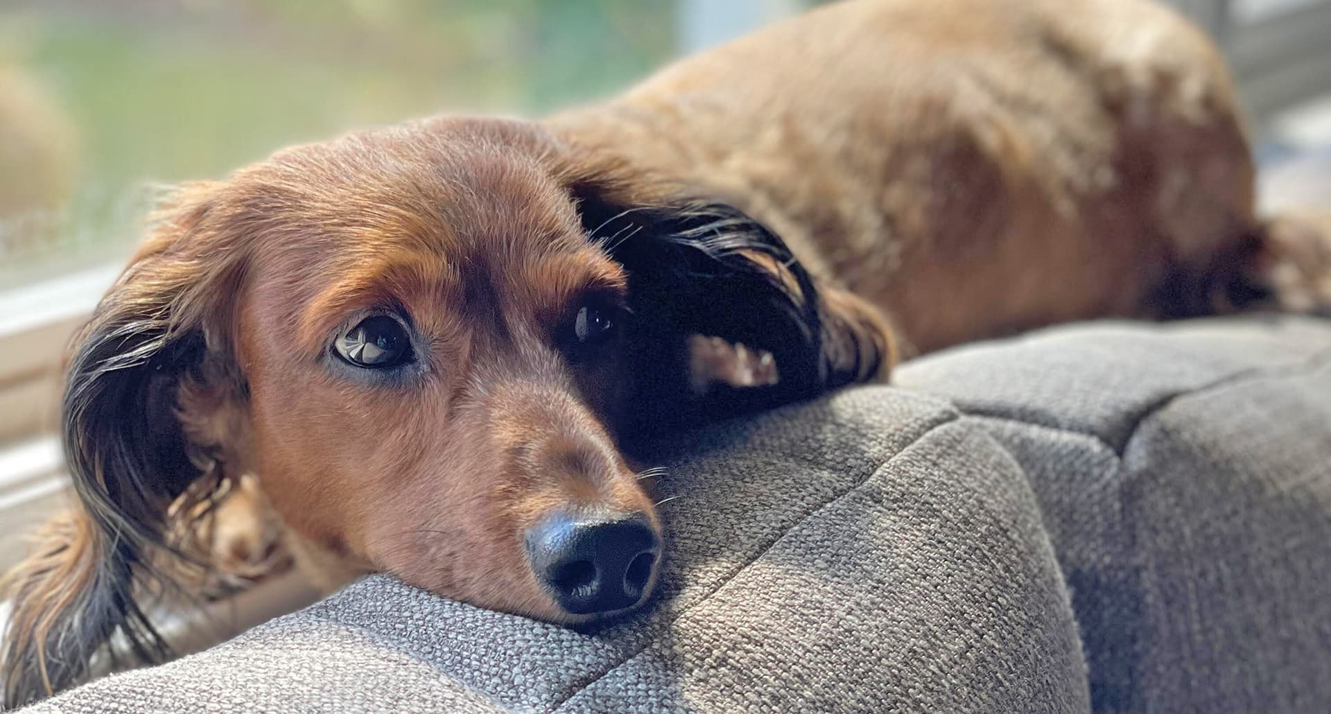 low maintenance dog breeds: Dachshund on a couch