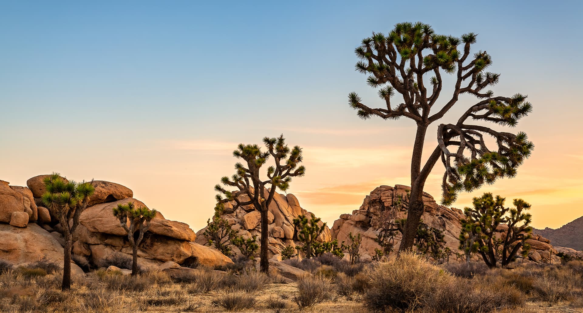best camping in california: joshua tree national park