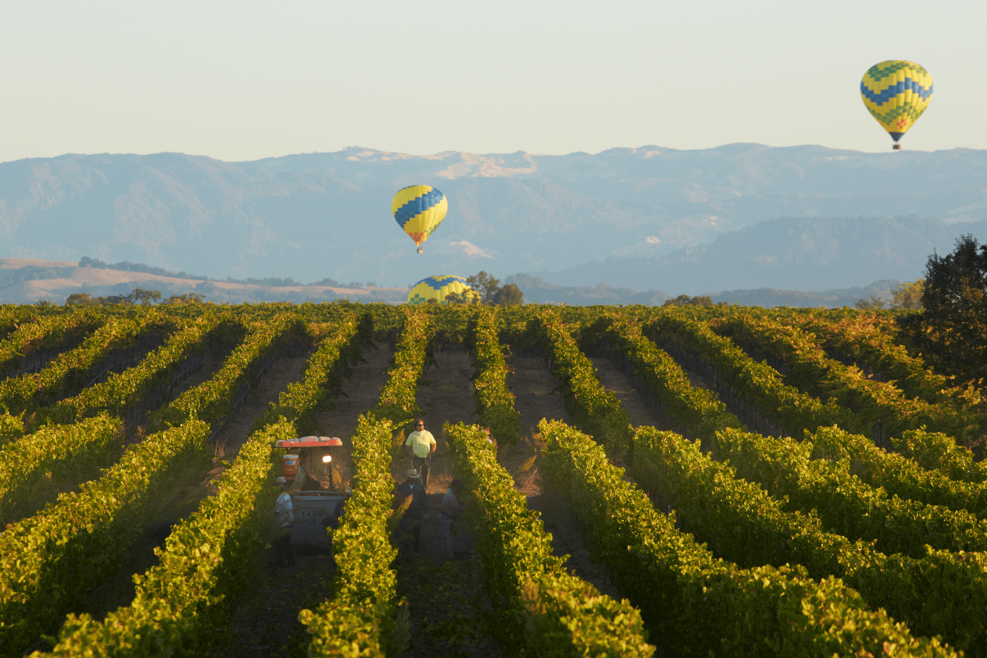 Grape field with mountain views in the background and yellow hot air balloons floating in the sky.