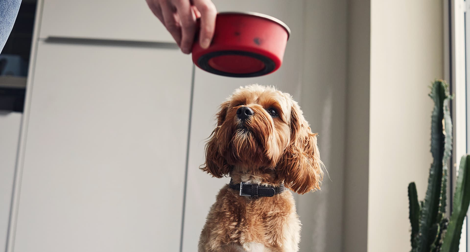 Woman feeding her pet dog training him to wait for his food