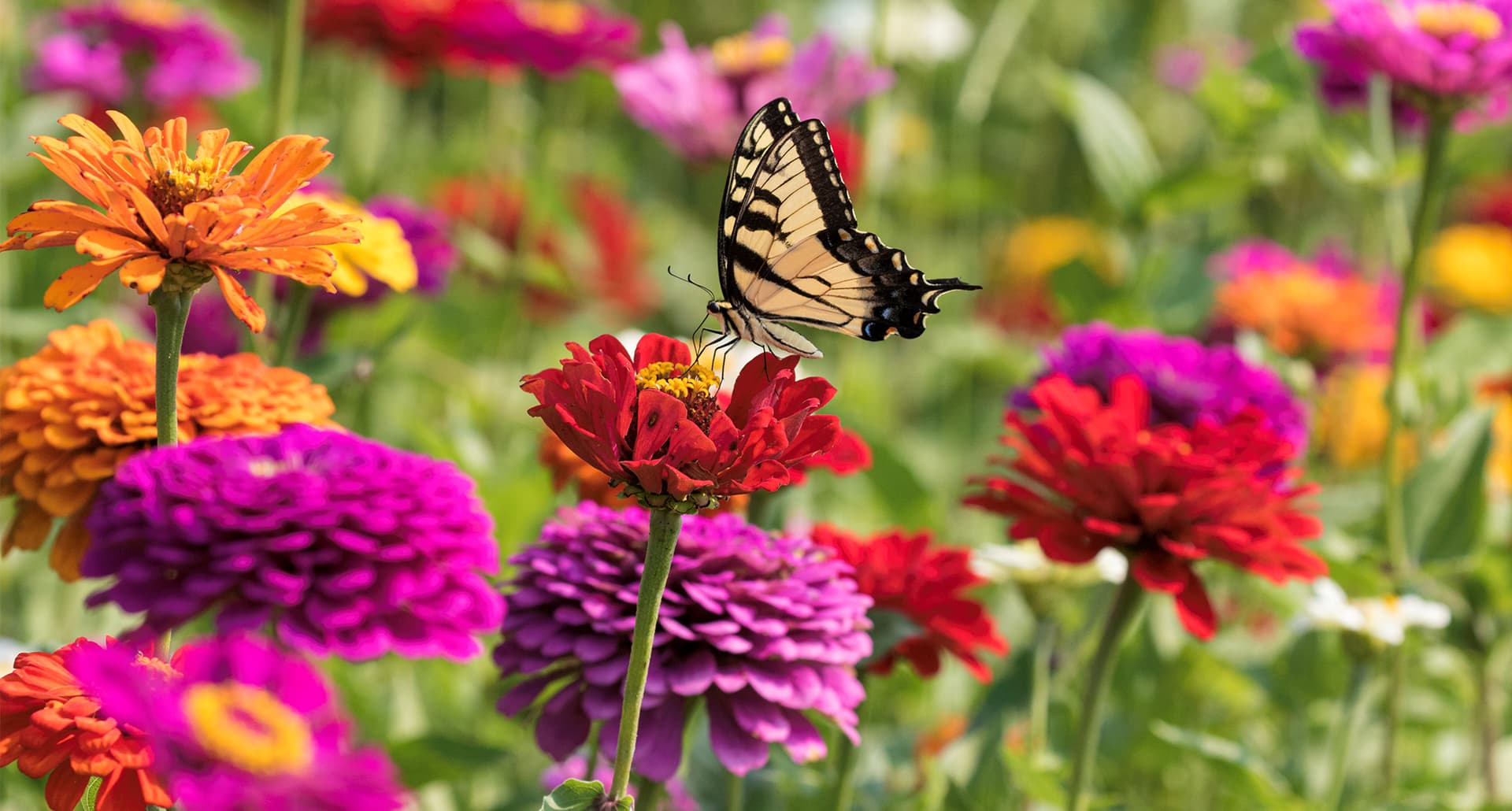 Best Annual Flowers for Full Sun