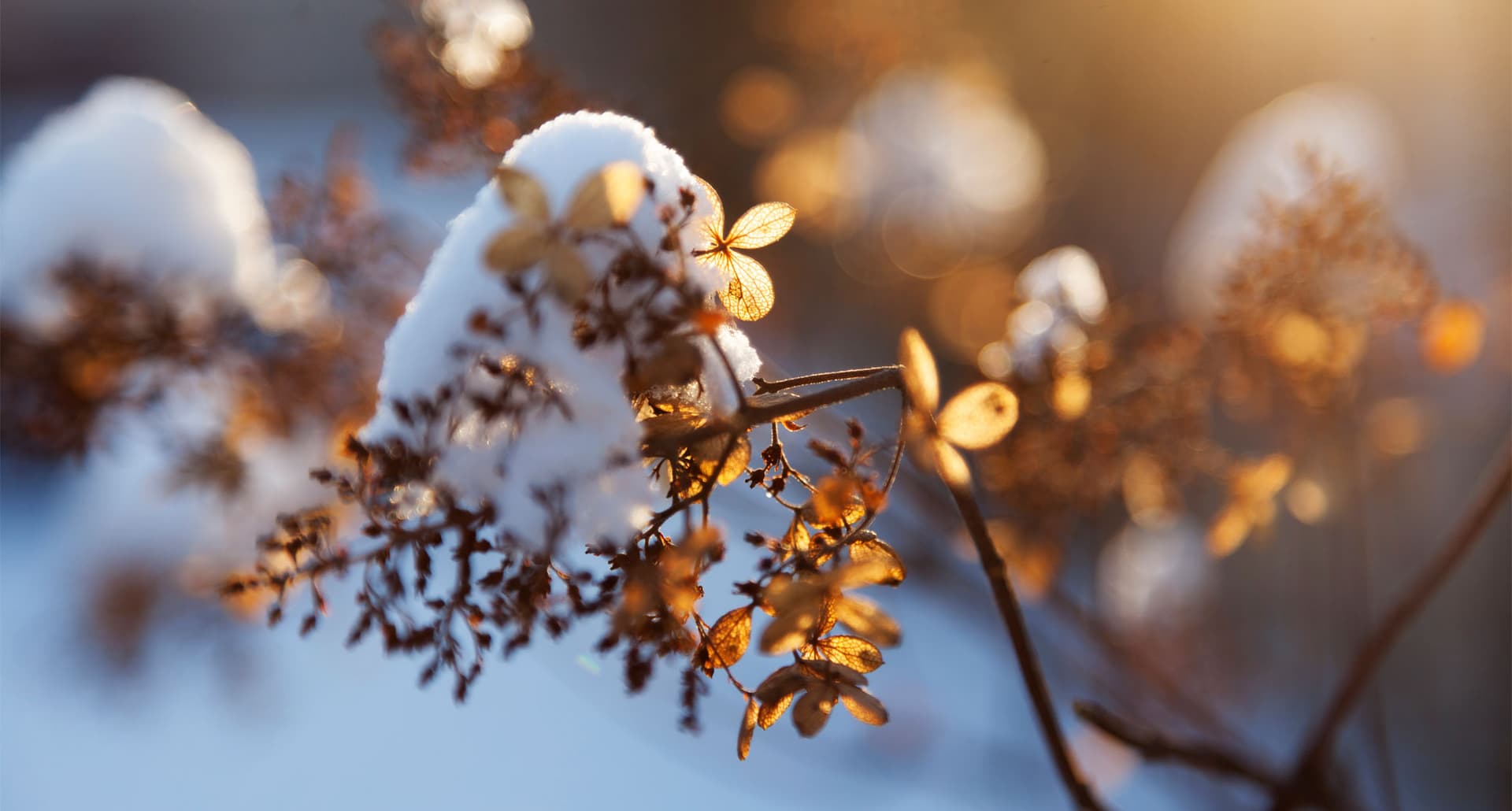 Will Your Garden Recover from Winter - Broken tree branch with leaves in backlight with snow, sunlight and bokeh backround.