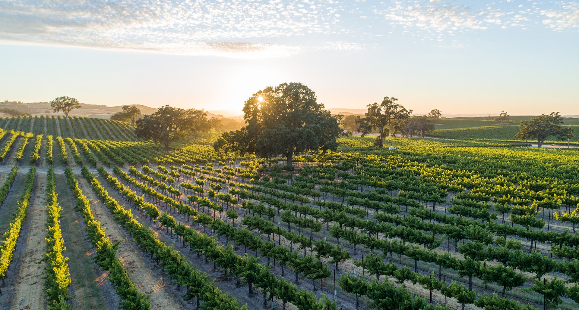 a californian vineyard.