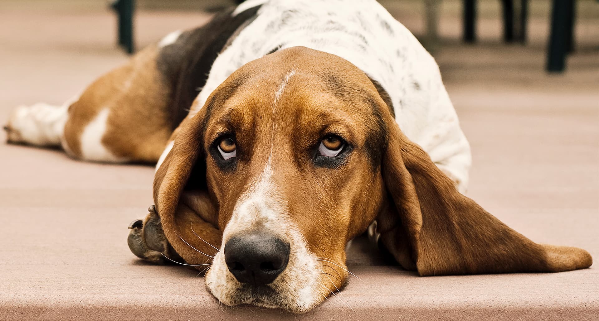 Portrait of hound dog lying on wooden floor.