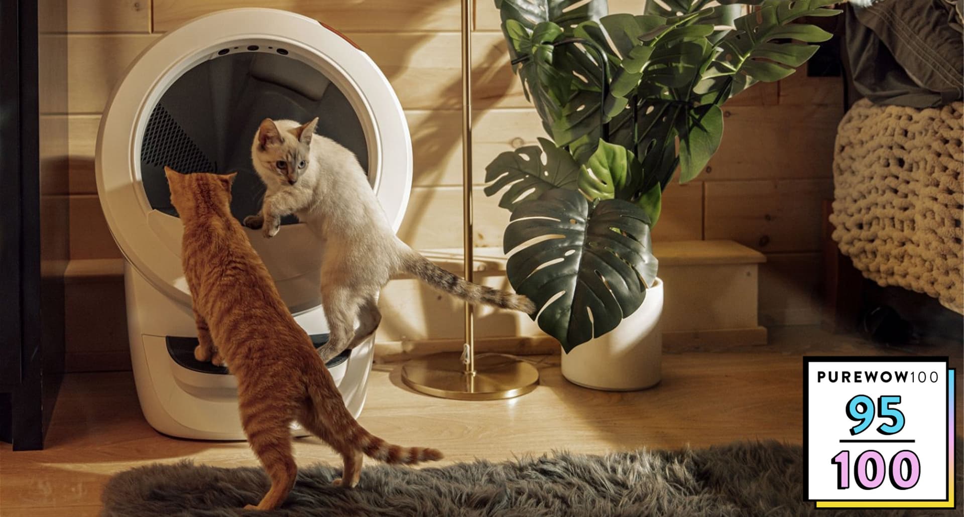 Two cats climbing into the Litter Robot 4.