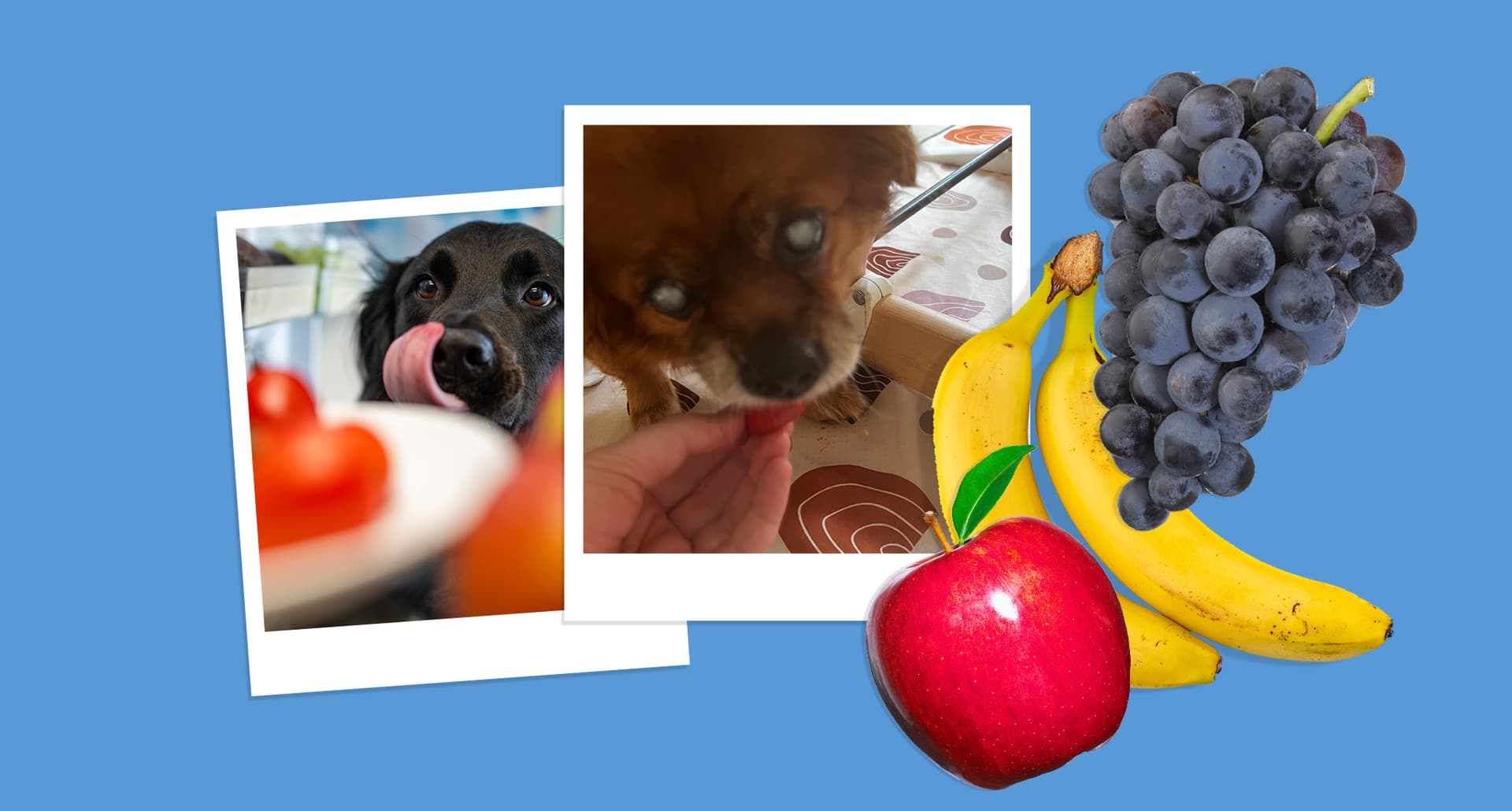 A collage of dogs eating fruits alongside fruits they can (and can't) eat according to experts.