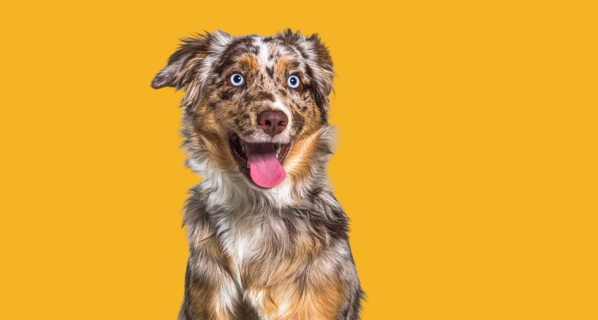 blue eyed-dog-breeds-hero