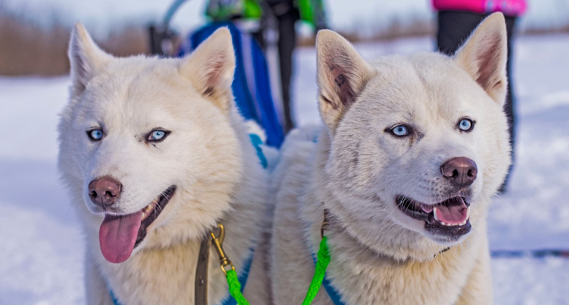 sled-dog-breeds: A photograph of two white sled dogs harnessed together.