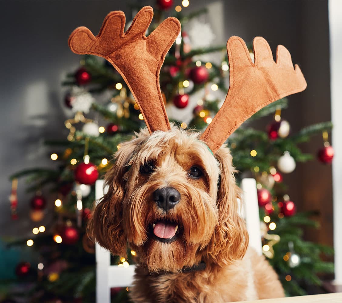 fun-things-to-do-on-christmas-day-2025: a dog wearing reindeer antlers