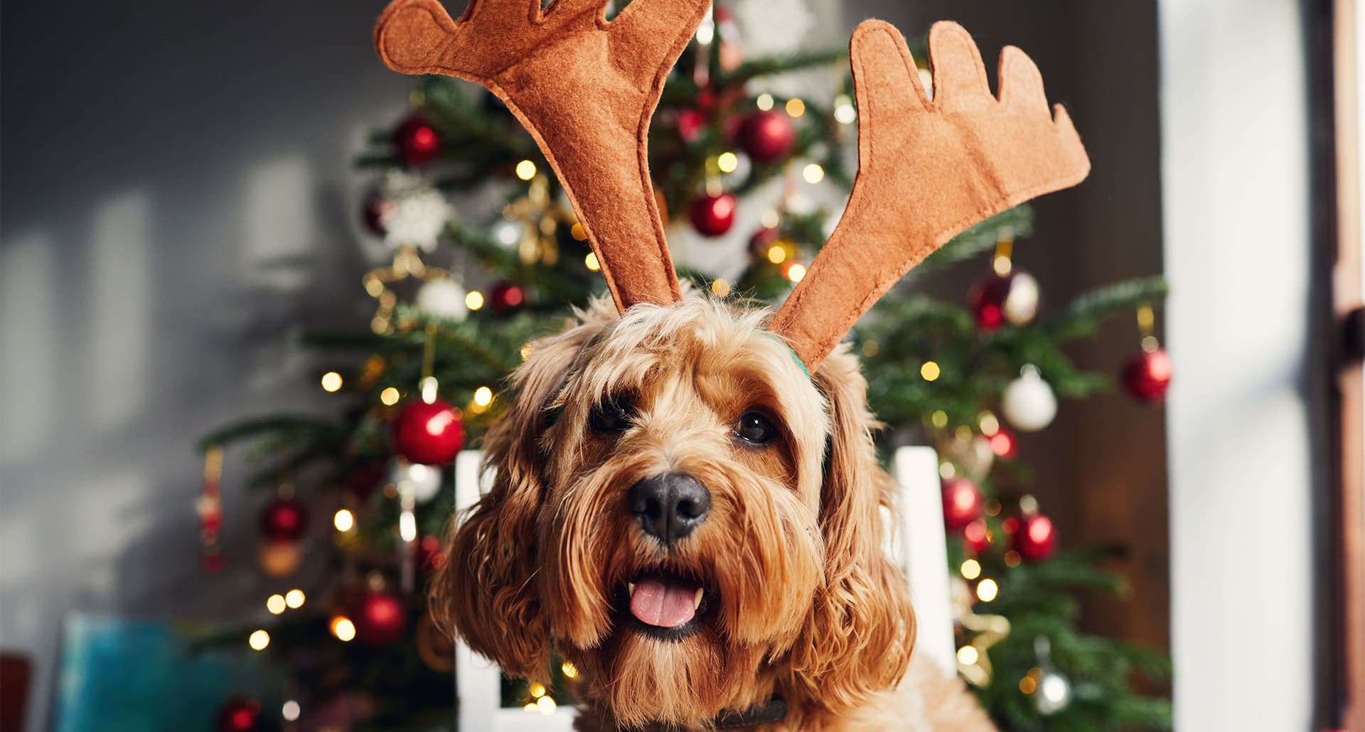 fun-things-to-do-on-christmas-day-2025: a dog wearing reindeer antlers