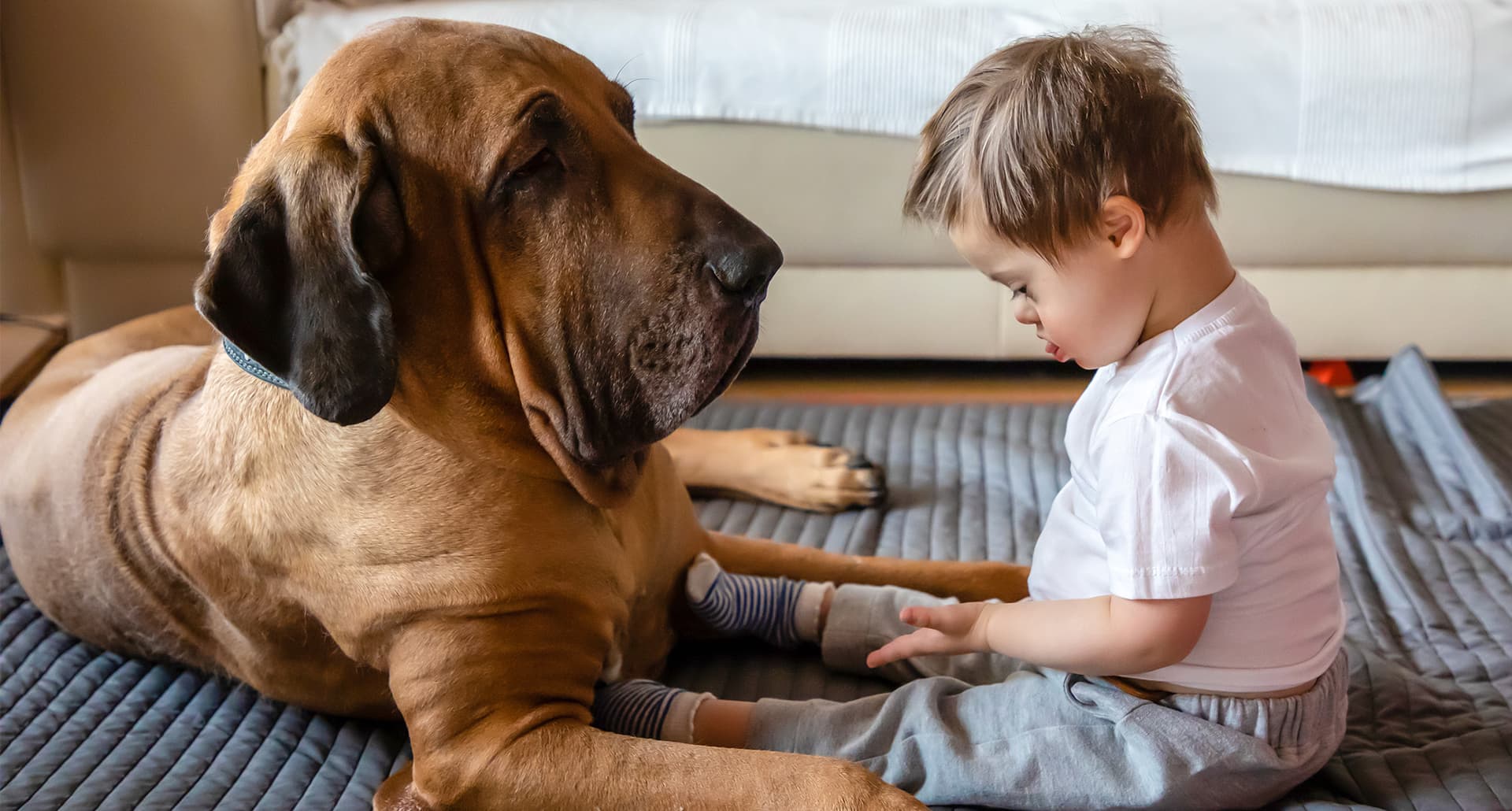 A calm dog and young child play together.