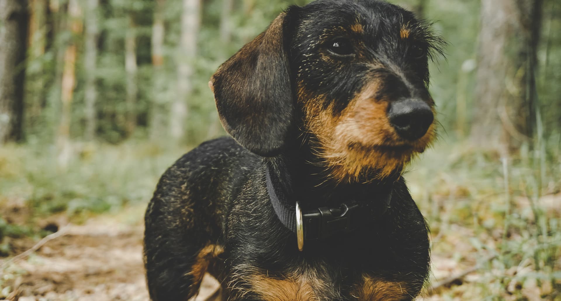 German Dog Breeds
