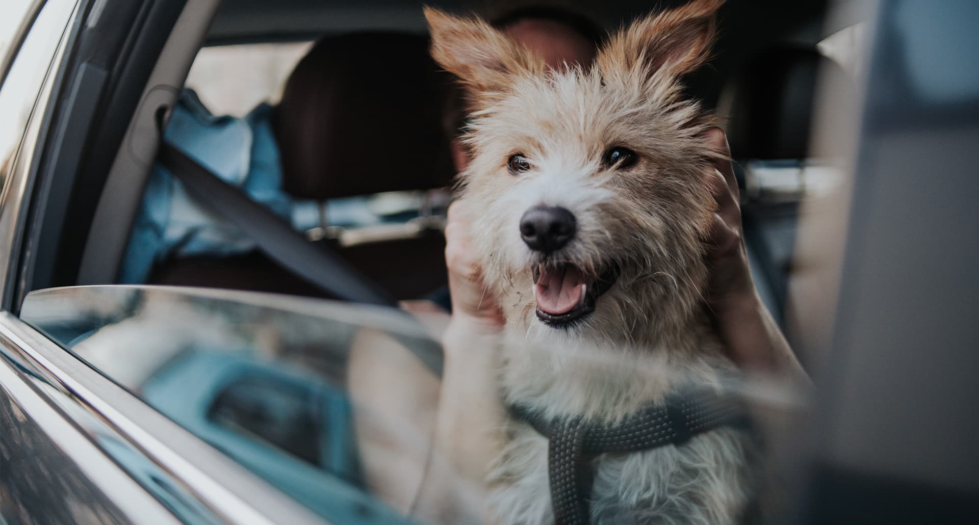 Cute white dog on a road trip.