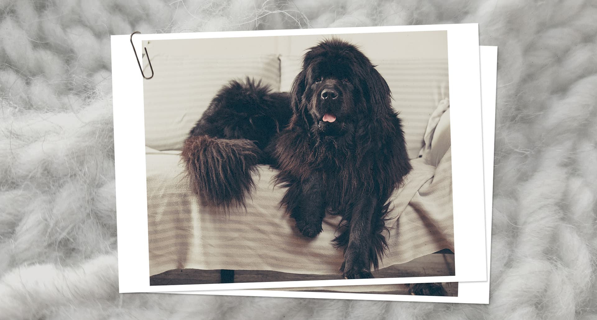 A Newfoundland dog on a couch, one of the best dogs for highly sensitive people