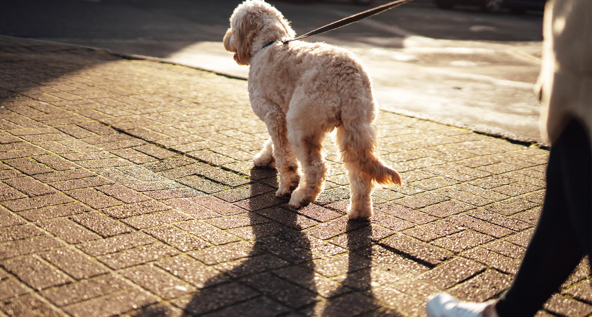 why-does-it-take-my-dog-so-long-to-poop: A small golden doodle walks on a leash in the sun with its owner.