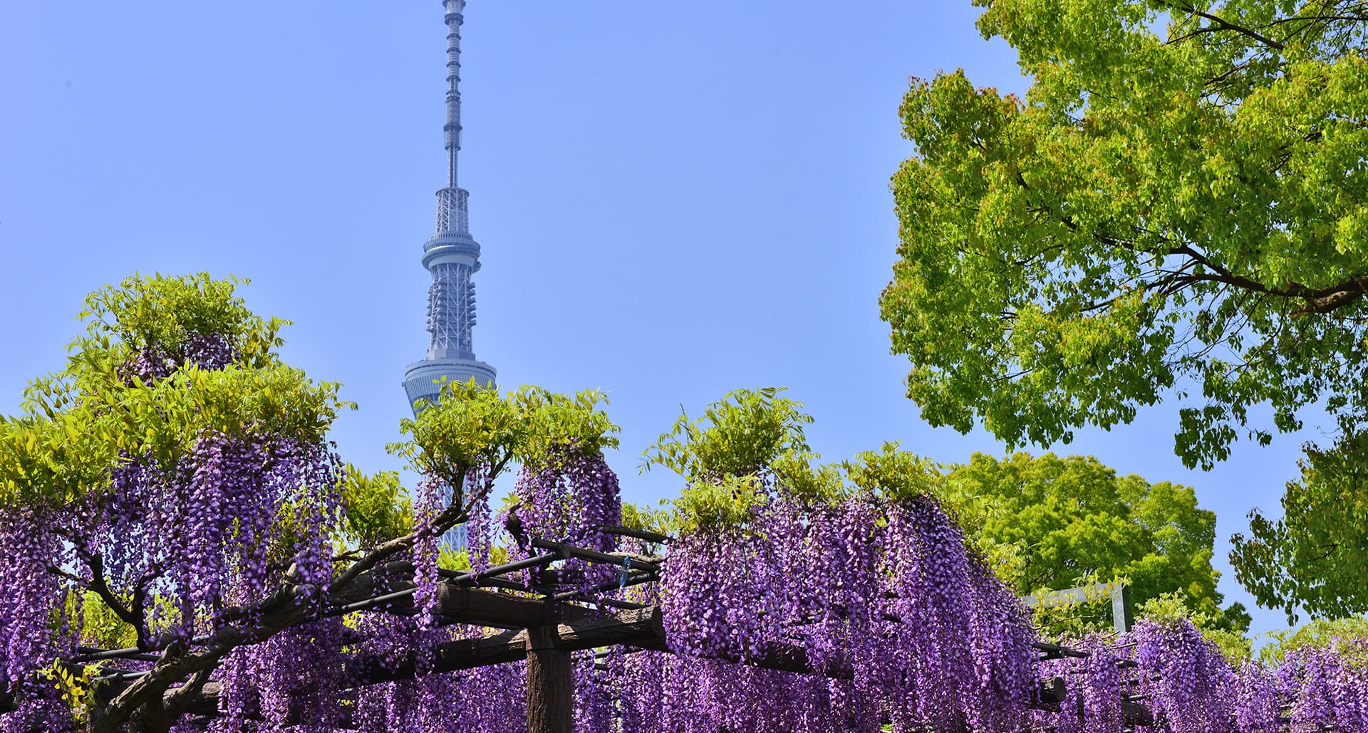 best places to travel in May: Toyko wisteria blossoms