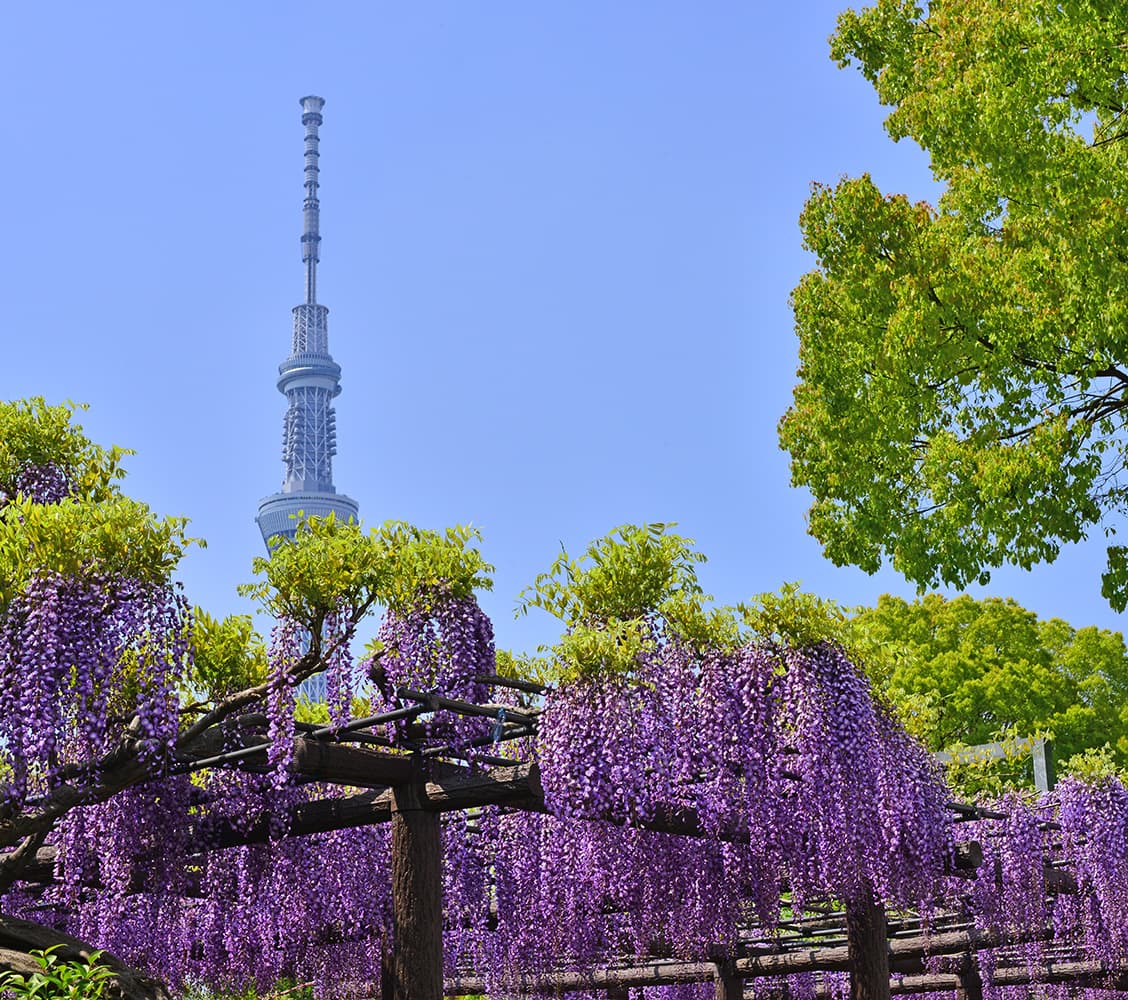 best places to travel in May: Toyko wisteria blossoms