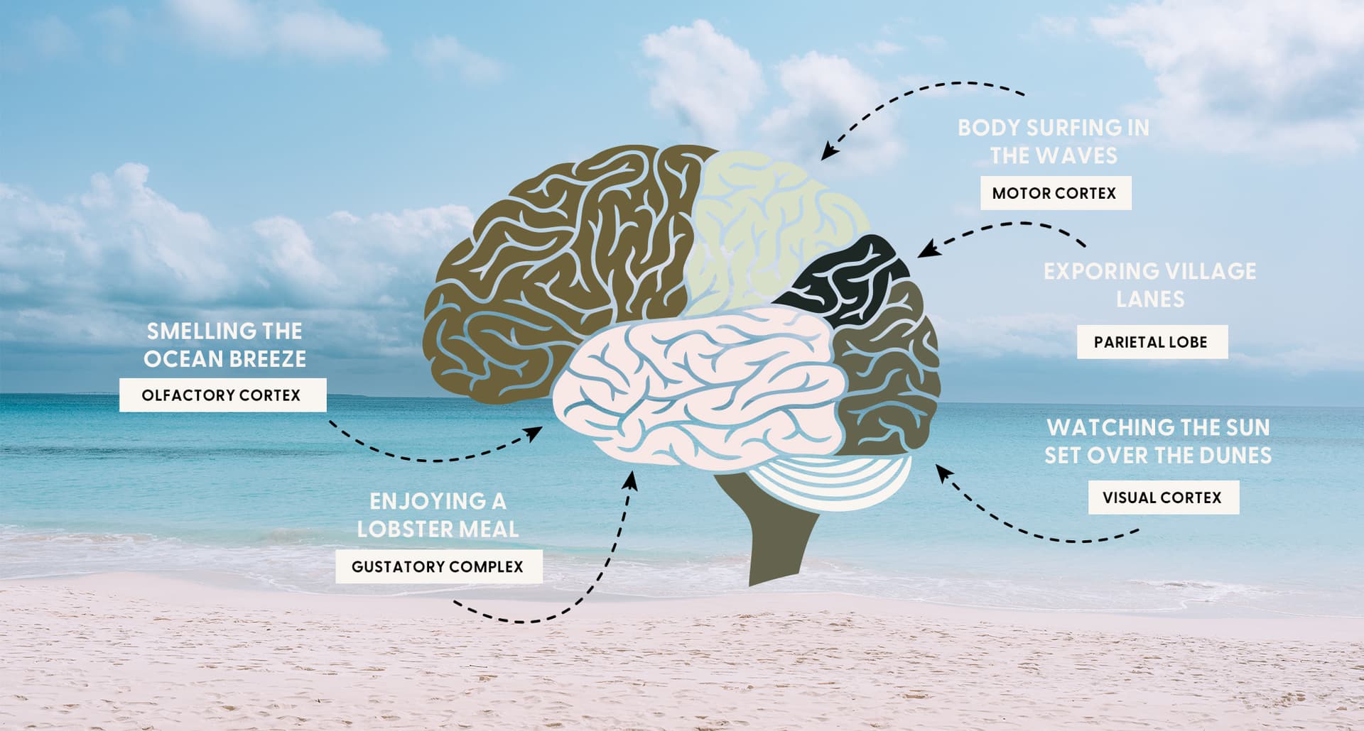brain-when-you-travel-diagram-of-brain