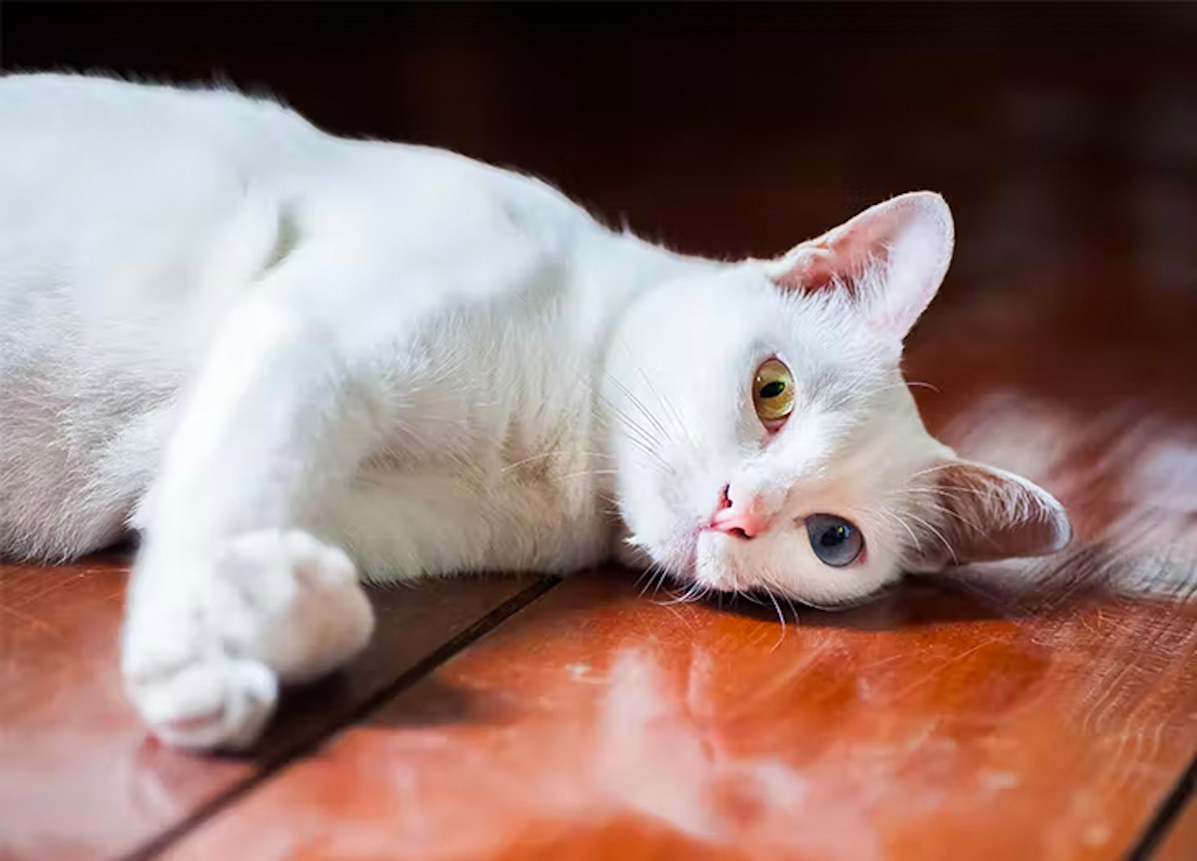 7 Asian Cat Breeds That Make Great Pets