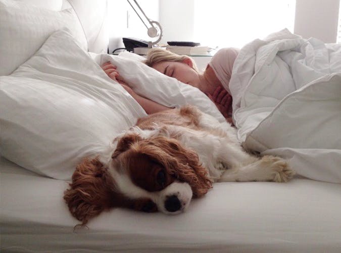 Why You Should Let Your Dog Sleep In Your Bed