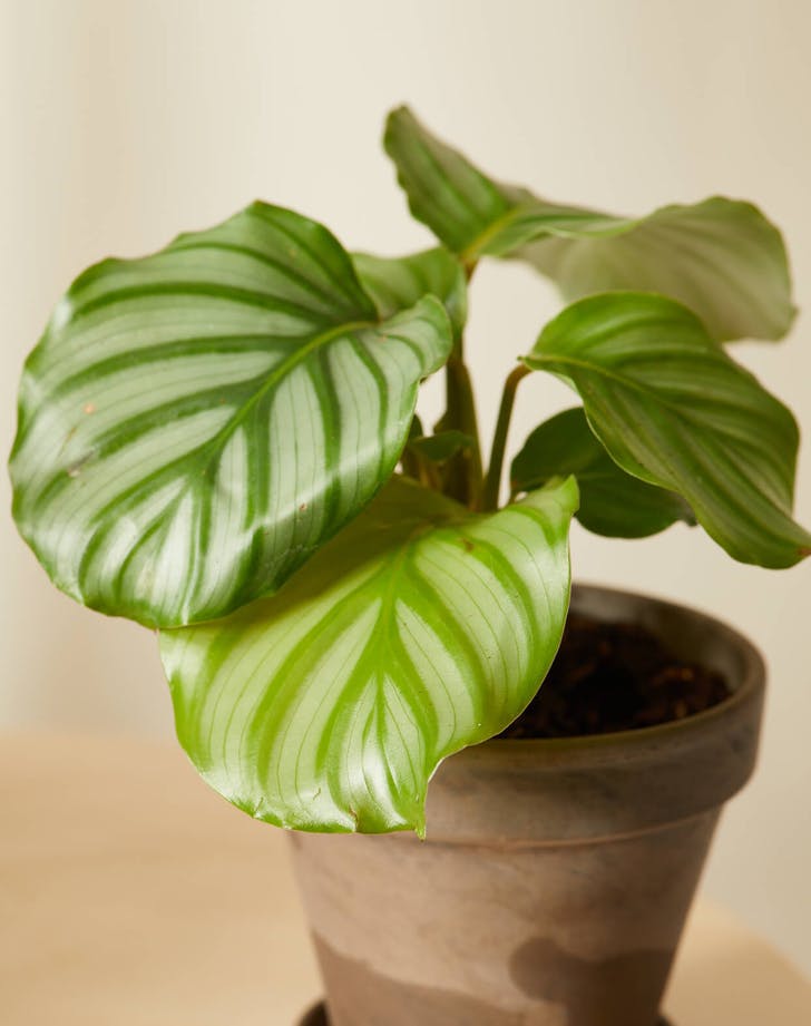 10 Cat Friendly Plants