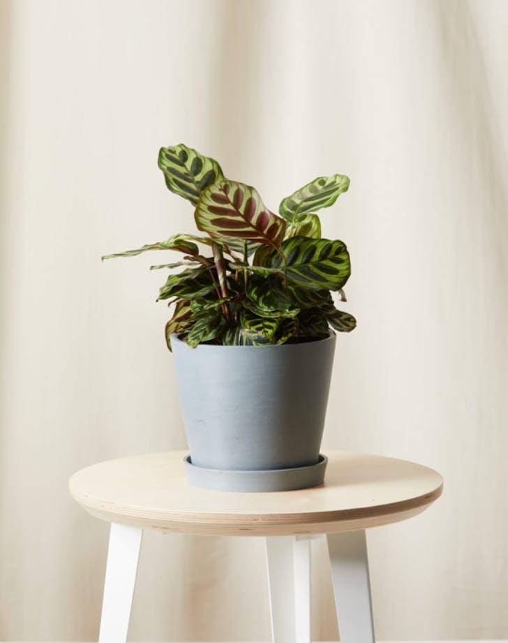 10 Cat Friendly Plants
