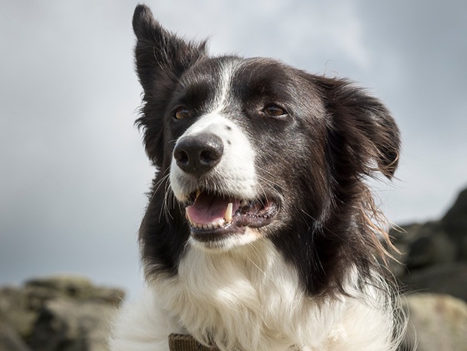 6-dog-breeds-that-can-handle-hot-weather